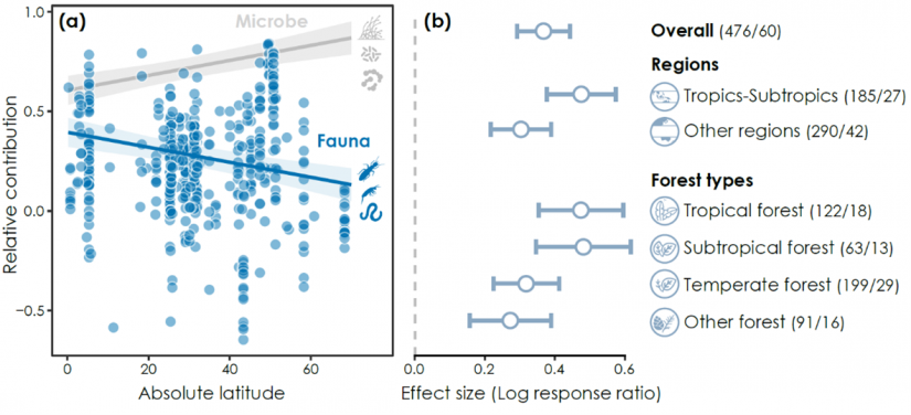 Soil invertebrate contributions to forest litter decomposition across regions. (a) Relative contributions of invertebrates (blue) and microorganisms (grey) to forest litter decomposition against absolute latitude. (b) Effect sizes of invertebrates on forest litter decomposition at global, regional, and biome scales. (Illustration adapted from respective paper)